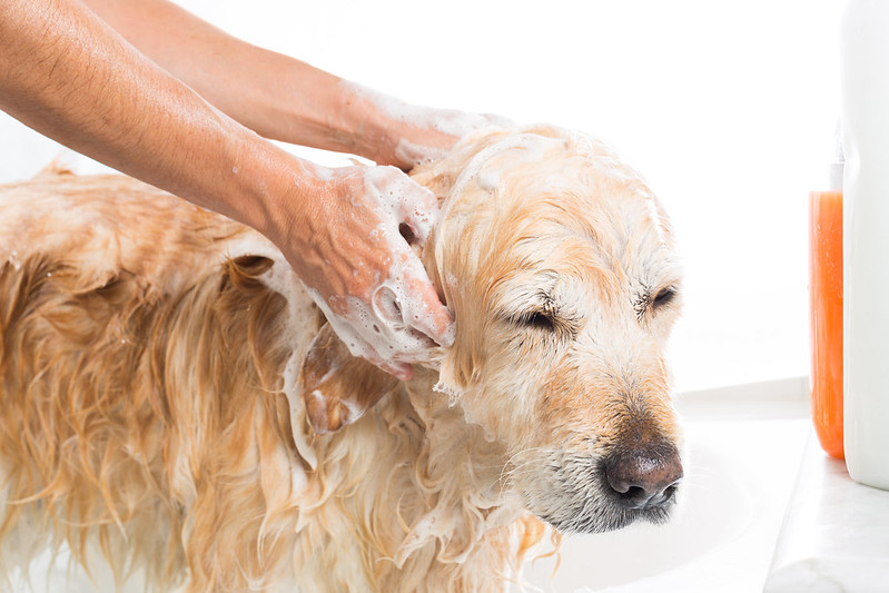 tick shampoo for dog