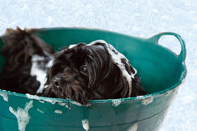 flea shampoo for dogs